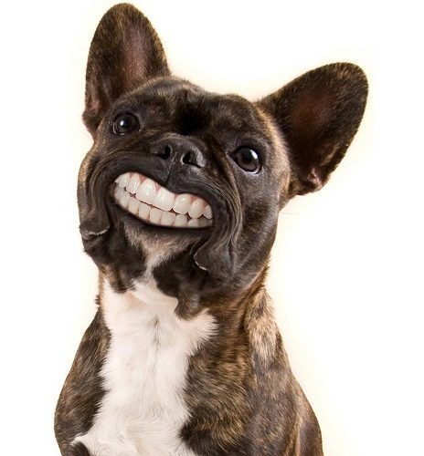 french bulldog a french bulldog isolated on a white background